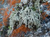 Evernia perfragilis-4.jpg